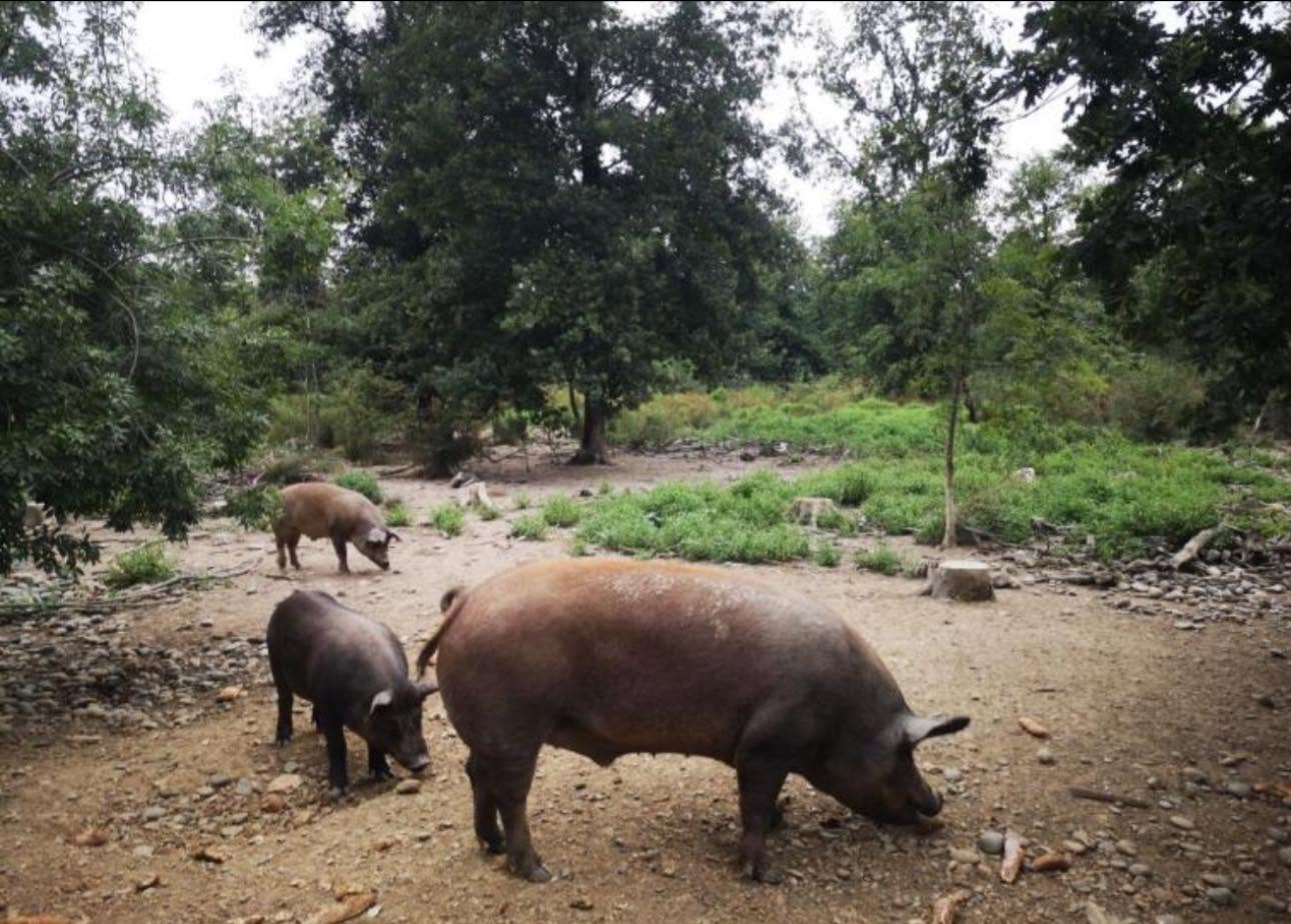 Porc Aveyronnais